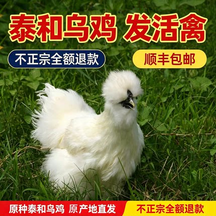泰和乌鸡活禽江西原产地直发顺丰包邮原种活体整只发活禽路损到家