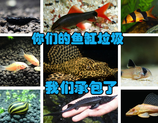 活体观赏螺吃屎清洁鱼