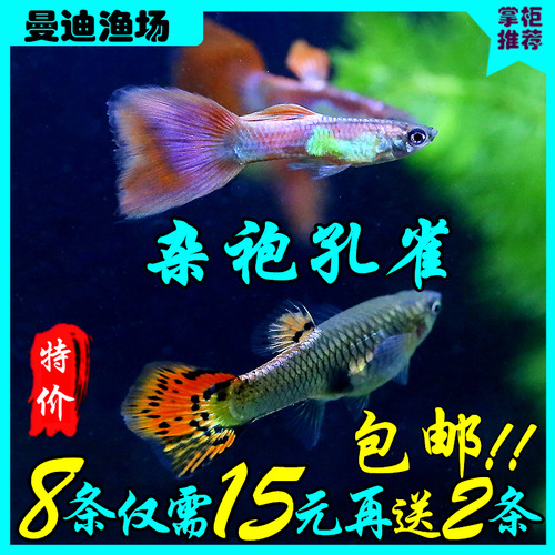 活体饲料小型观赏鱼包邮