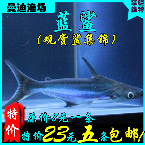 热带淡水鲨蓝鲨虎鲨白化鲨