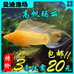胎生鱼胎生鱼活体玛丽鱼玛丽鱼活体高帆金玛丽大帆金玛丽鱼活体鱼