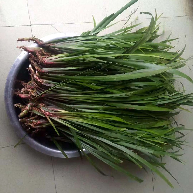 贵州黔东南特产五香草三奈山赖随手香盆栽火锅香料苗限时热销1斤