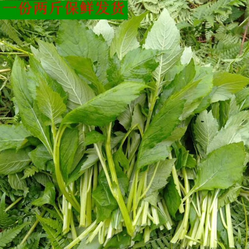 新鲜野菜革命菜民国菜野茼蒿安南菜黔东南山区烧鱼菜保鲜发货包邮