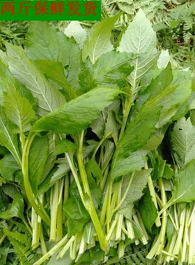 新鲜野菜革命菜民国菜野茼蒿安南菜黔东南山区烧鱼菜保鲜发货包邮