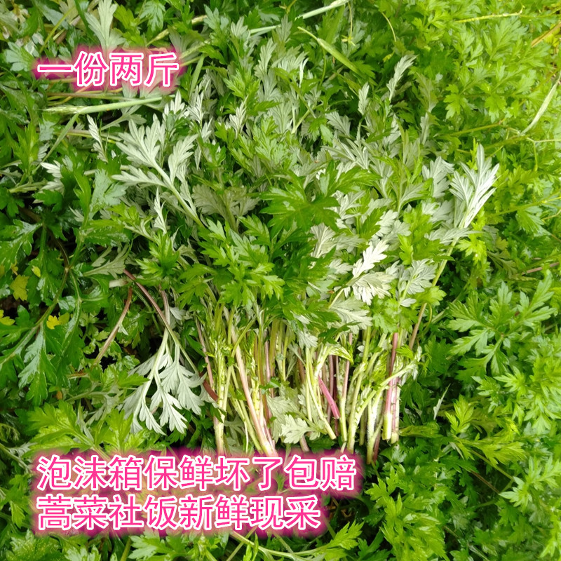 现采野蒿菜黔东南特产新鲜野菜苦蒿青蒿清明社饭食材特惠热销包邮
