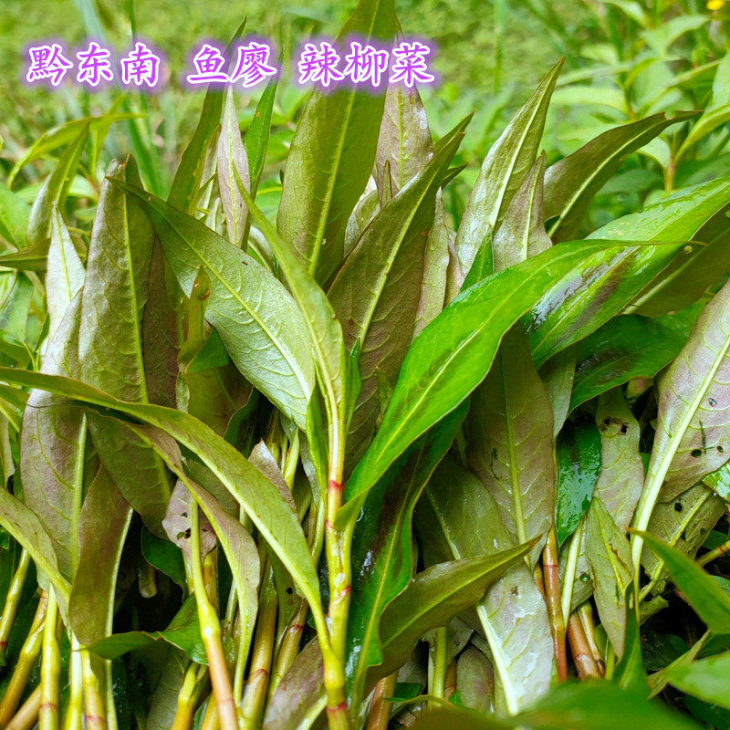 贵州特产鱼廖新鲜蔬菜辣柳菜榕江从江烧鱼香料鱼香菜香柳叶香料苗