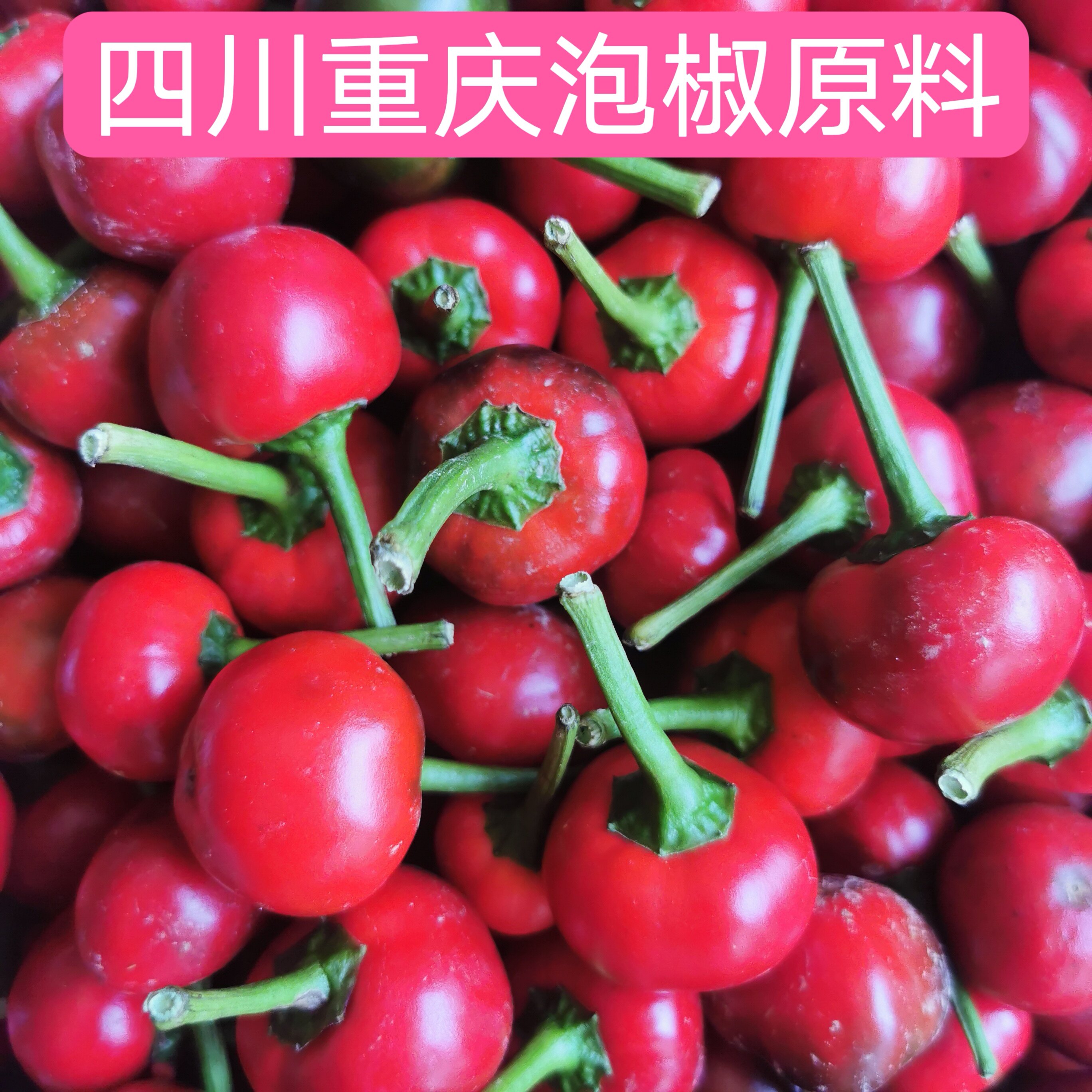 现摘现发新鲜重庆泡椒原料圆红辣椒灯笼椒珠子椒新鲜辣椒