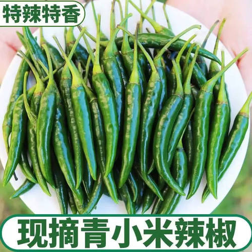 现摘现发新鲜小米椒特辣青椒特香青线椒青辣椒农家自种
