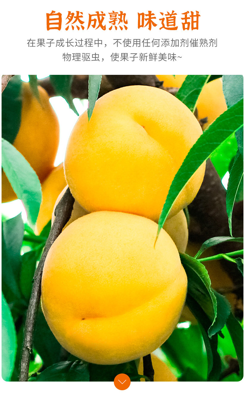 【福建特产】建宁锦绣黄桃/现场采摘/香脆口感/酸甜可口/10斤装
