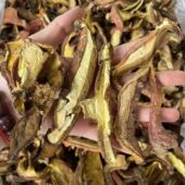 云南野生黄牛肝菌香菇类煲汤干片炖汤火锅红葱美味牛肝菌干土特产