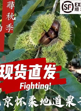 顺丰包邮百年栗子树2025怀柔油栗生板栗香甜软糯农家自产欢迎自提