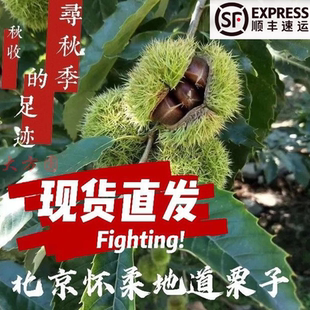 顺丰包邮百年栗子树2025怀柔油栗生板栗香甜软糯农家自产欢迎自提