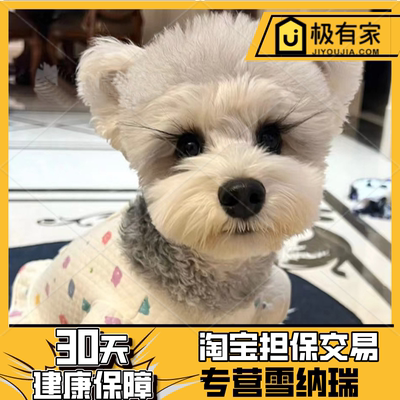 宠物店雪纳瑞幼犬雪纳瑞