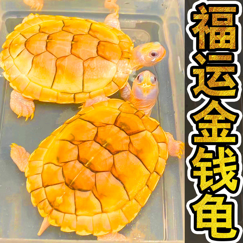 正宗金钱龟 招财黄金龟观赏长寿龟深水吃菜龟可爱宠物小乌龟活体