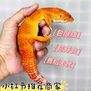 小蜥蜴活物豹纹守宫小火龙壁虎宠物入门级网红易养爬宠幼体可挑选