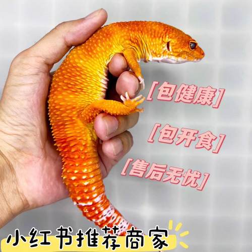 小蜥蜴活物豹纹守宫网红爬宠