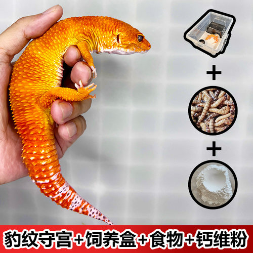 小蜥蜴活物豹纹守宫网红爬宠