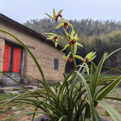 兰花大别山惠兰春兰素心色花金边银边边草斑草大盘草