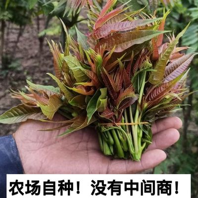 农村特产野菜食用生鲜蔬菜新鲜现摘头茬香椿芽椿菜叶炒鸡蛋配菜