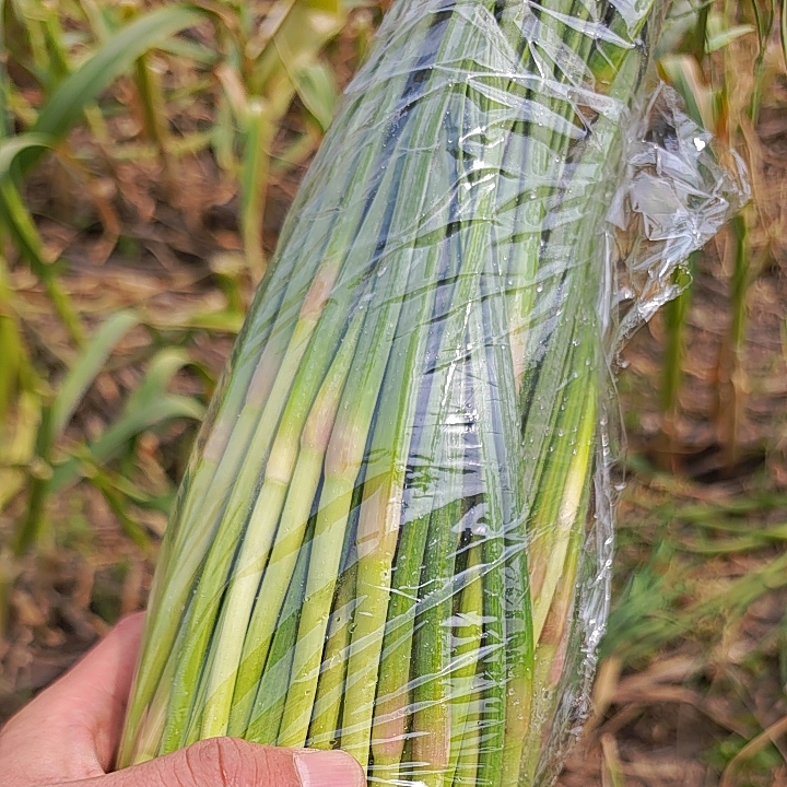 苏北农家自营养产业搭起夹紧螺丝