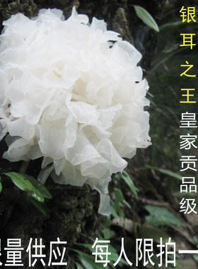 【珍稀少有】野生糯通江银耳