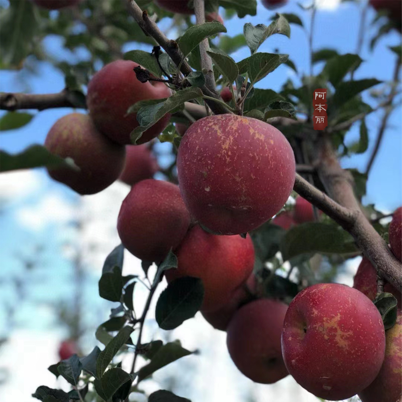 阿本丽云南生态丑苹果糖心酸甜当季现摘不打蜡新鲜包邮