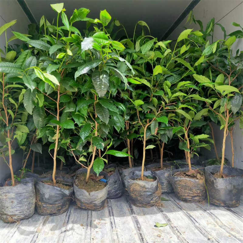 六年冰岛茶苗云南勐库大叶种树苗茶树苗盆栽普洱茶苗班章茶苗