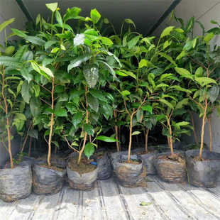 六年冰岛茶苗云南勐库大叶种树苗茶树苗盆栽普洱茶苗班章茶苗