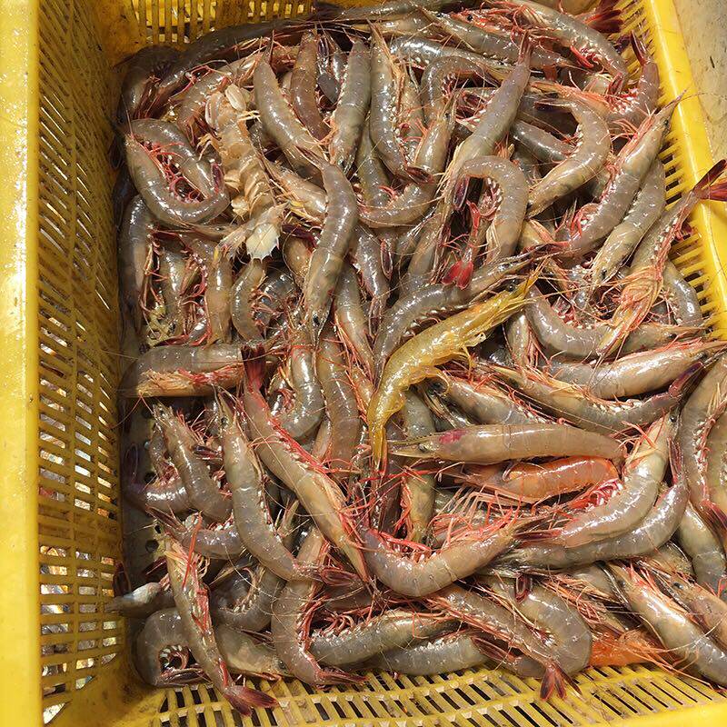 【鲜活野生沙虾硬壳虾杂,剑虾 小海虾 沙鲈虾鲜活海头沙虾非冻品