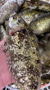 野生泥猛鱼黄T鱼秋叶鱼，潮汕娘哎鱼挨篮子鱼新鲜活鱼非冻品500g