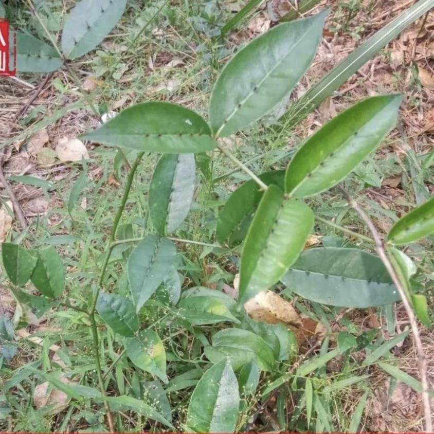 新鲜天然两面针 入地金牛 双面针双面刺刁根全草带根干货500g包邮