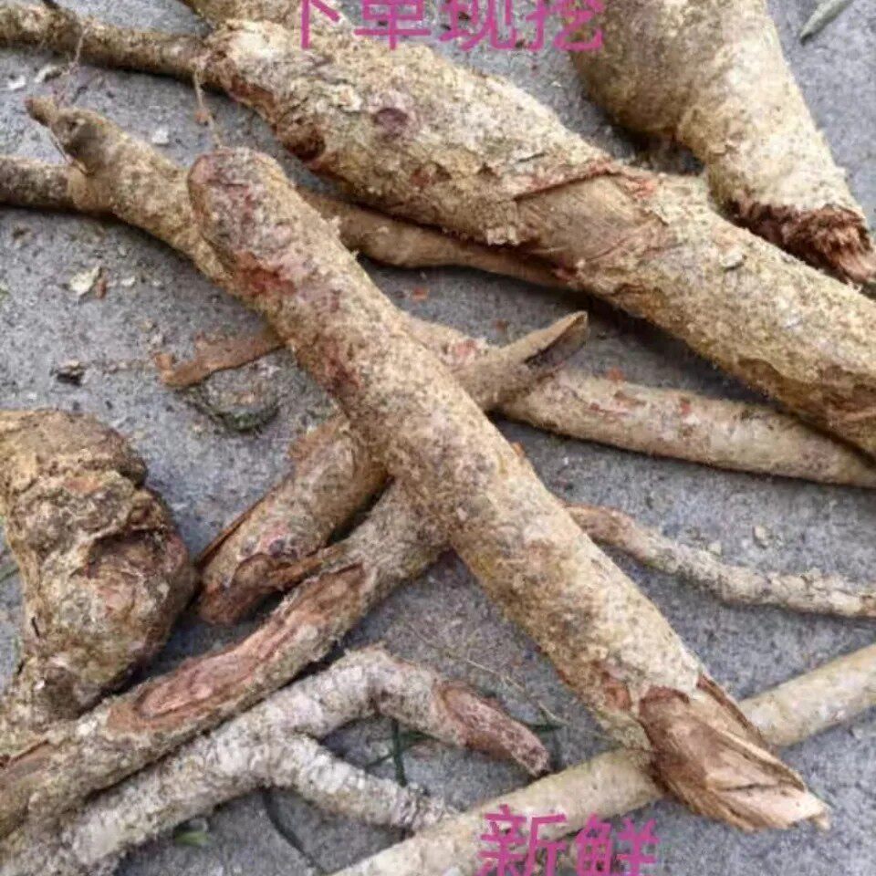 新鲜乌榄根乌榄树根 黑橄榄树根乌橄榄根黑榄根 干货纯根500g