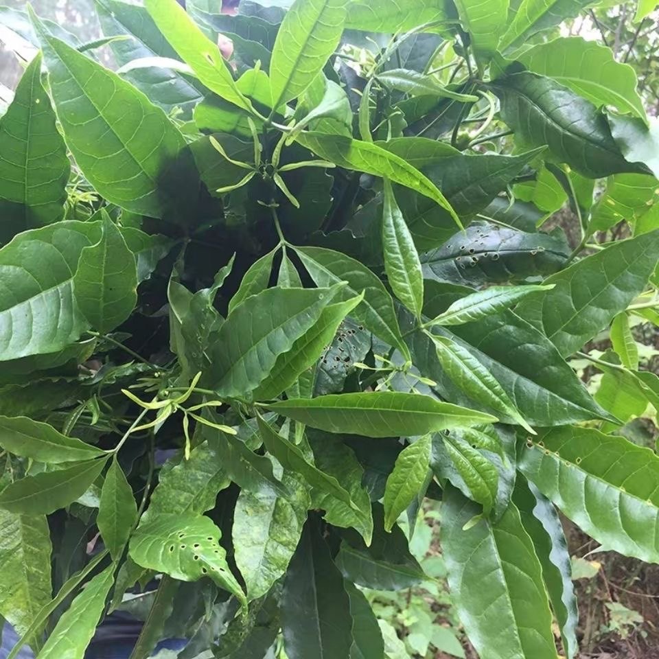 新鲜天然三丫苦 三叉苦 三叉虎 三桠苦 三岔叶三枝枪纯根500g包邮