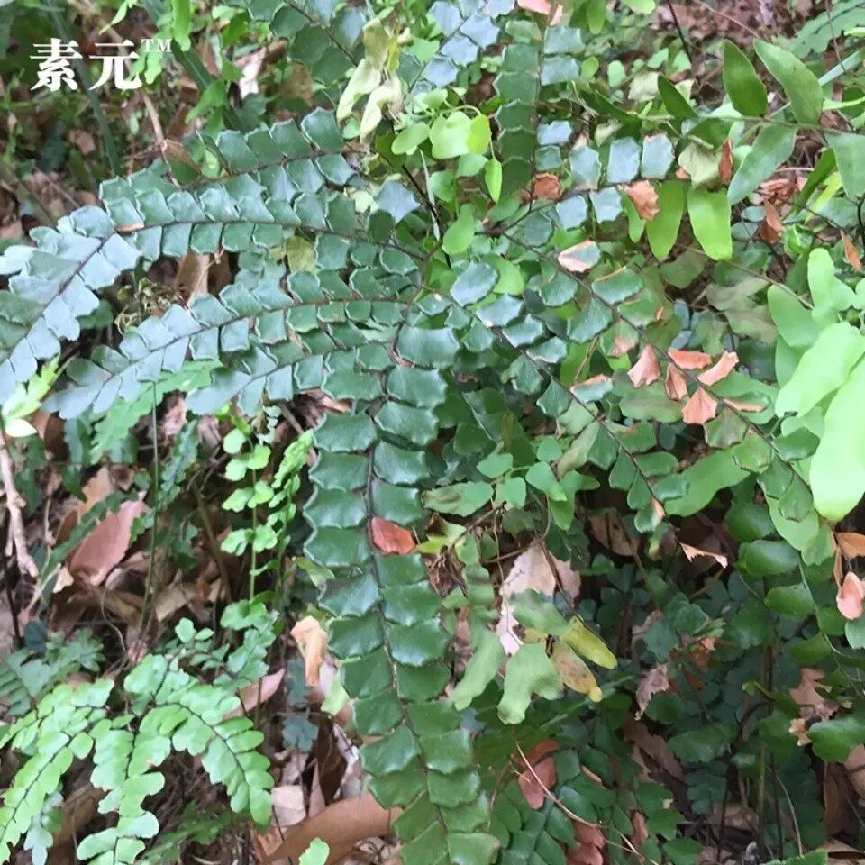 新鲜扇叶铁线蕨 乌脚芼 过坛龙 乌脚枪铁骨芼 500g包邮