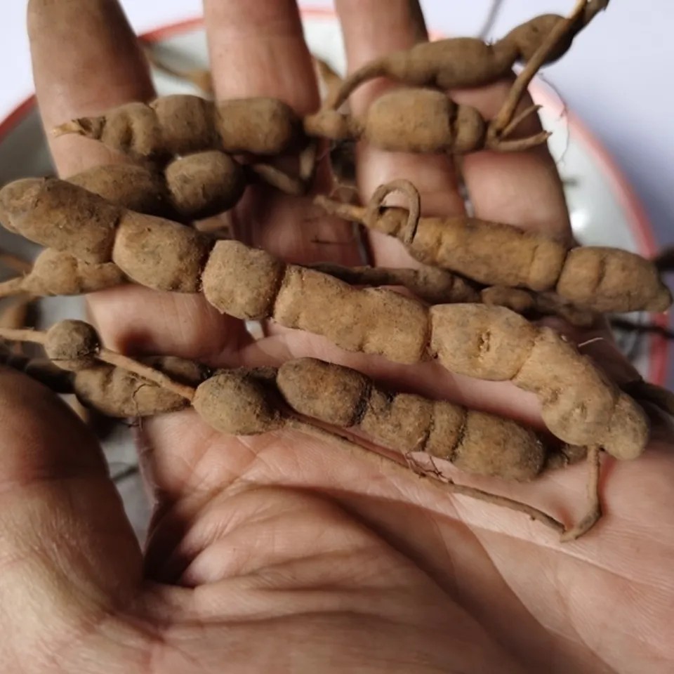 新鲜天然青草鸡筋参黄鸡胖黄脚鸡黄鸡郎长叶数珠根纯根干货500g
