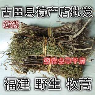 天然牡蒿牧菣 齐头蒿 油蒿 脚板蒿 流尿蒿 六月雪 波典头500g包邮