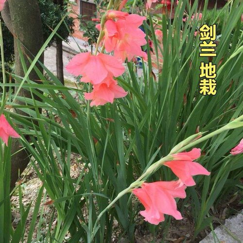 新鲜 扁竹莲 剑兰 唐菖蒲 种球