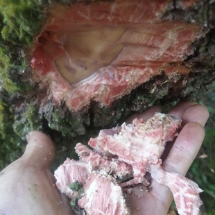 新鲜 杨梅树皮 杨梅皮 500g包邮