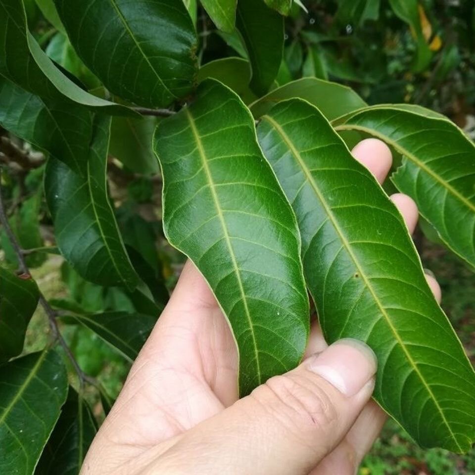 新鲜龙眼叶 龟缸造景龟苗养育乌龟躲藏调节酸碱仿野生态500g包邮图片
