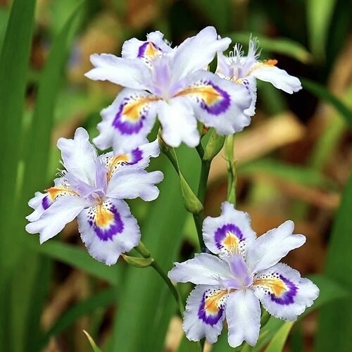 鸢尾花 水蝴蝶花 长鸢尾花 白扁鹊花