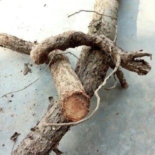 新鲜天然胡秃子根 羊奶奶 贯榨根 叶刺头根 胡颓子根纯根500g包邮