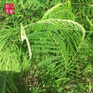 新鲜天然蛇藤 羽叶金合欢 南蛇筋藤 南蛇勒倒钩藤臭菜藤 枝叶500g