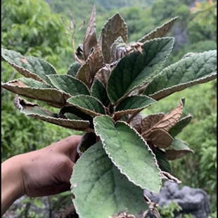 新鲜大叶石上莲 软肝草 全草干货500g包邮