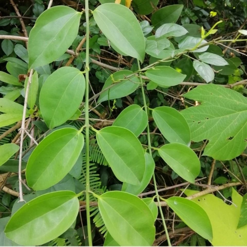 新鲜厚叶素馨 鲫鱼胆 樟叶茉莉 青竹藤胆 藤叶500g包邮