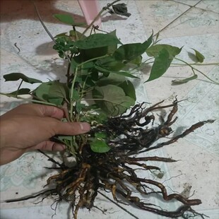 新鲜现挖天然青草毛血藤 胖血藤 飞蛾藤 白花藤 全草500g包邮