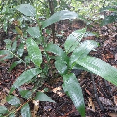 新鲜淡竹叶 翠竹叶 石竹茶 山鸡米 金鸡米整颗带根 500g包邮