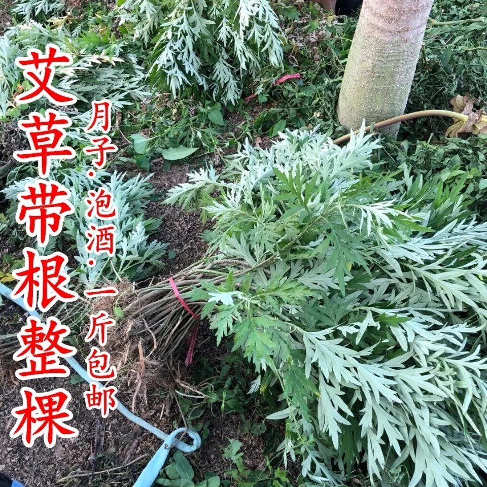 新鲜天然月子专用艾草 艾叶艾草 糍粑艾粄艾草叶 500g包邮