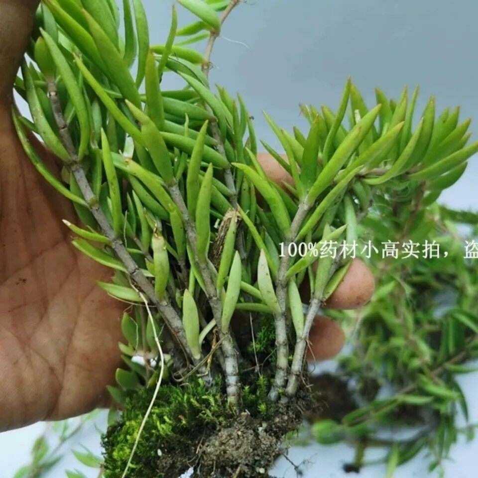 新鲜垂盆草 500g包邮