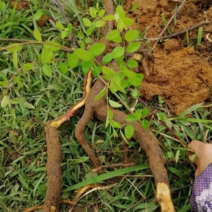 新鲜铁包金根 狗脚利 光枝勾儿茶 老鼠屎草 乌金藤 乌龙根500g