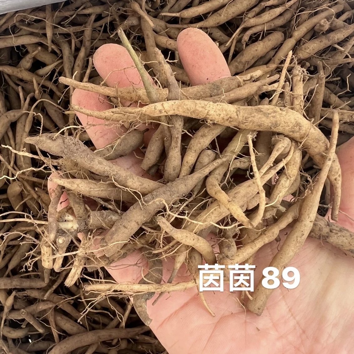 温州七肾 菜头肾 土太子参 菜头参